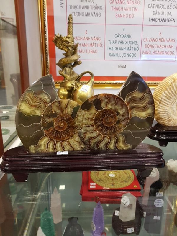 Ốc Anh Vũ Trẻ Đôi M95