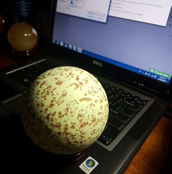 Quả Cầu Dạ Minh Châu Bông M78